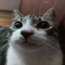 bowomp