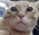 binglingsad binglingsad