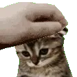 petpetsadcat