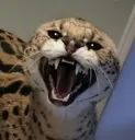 soggakill soggakill