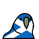 4221_scotlandparrot