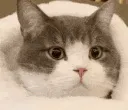 tudouComfy
