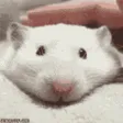 peepoPat