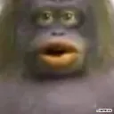 monke monke