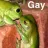 gayfrog