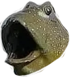 fishpog
