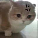 enojao