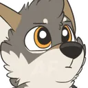 wolf_stare