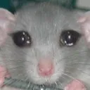 sadratto