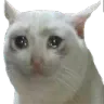Cat_cry