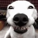 dog_smile