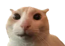 ScaredCat