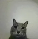fuckyoucat fuckyoucat
