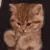 BrownCuteCat