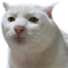 cat_wth Discord emoji