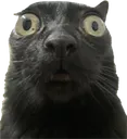 MinervaJinxStare MinervaJinxStare