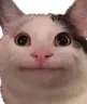 cattoNANI_wut cattoNANI_wut