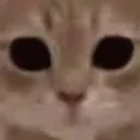 cat_stare