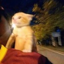 zyCATcatomw Discord emoji