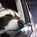 tpRACsad_racoon Discord emoji