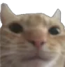 CatStare CatStare