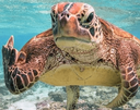fu_turtle Discord emoji