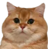 FatDepressedCat