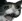 SaddestCat