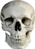 realisticskull