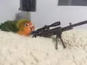 birbsnipe