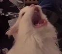 MRAAAAAA MRAAAAAA