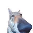 sniff