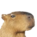 capybara