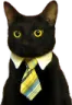 businesscat