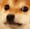 dogo
