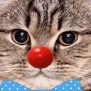 ClownCat