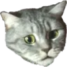 catbruh