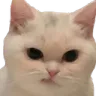 catdisgust
