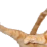catjump1