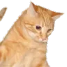 catjump2