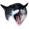 catlaugh