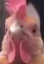 ChickenStare