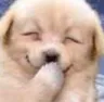 DoggoHehe