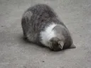 catthunk