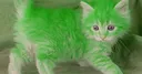 ayo_thats_a_green_cat ayo_thats_a_green_cat