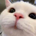 staremew