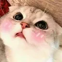 Catblush Catblush