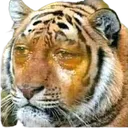 tigercry Discord Emoji