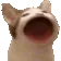 popcat