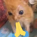 prayforspruggis
